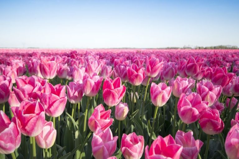 Ein schönes Blumenfeld